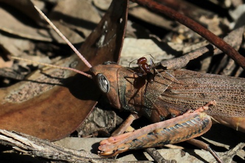 Common Pardillana Grasshopper (Pardillana limbata)